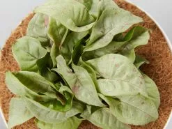 Houseplant Beginners Gift Box 🎠- Sustee Included 29 Houseplant Beginners Gift Box 🎠- Sustee Included -Plants in a Box Sales Shop SyngoniumConfettiWhiteMrKitty detail 3 9a5034f9 fa43 4a79 ab09 2af8a054d32a