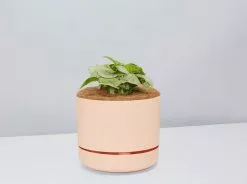 Syngonium Pink Confetti 🎉- Pot + Plant + Soil 26 Syngonium Pink Confetti 🎉- Pot + Plant + Soil -Plants in a Box Sales Shop SyngoniumConfetti Apricot