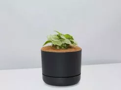 Syngonium Pink Confetti 🎉- Pot + Plant + Soil 29 Syngonium Pink Confetti 🎉- Pot + Plant + Soil -Plants in a Box Sales Shop SyngoniumConfetti Black