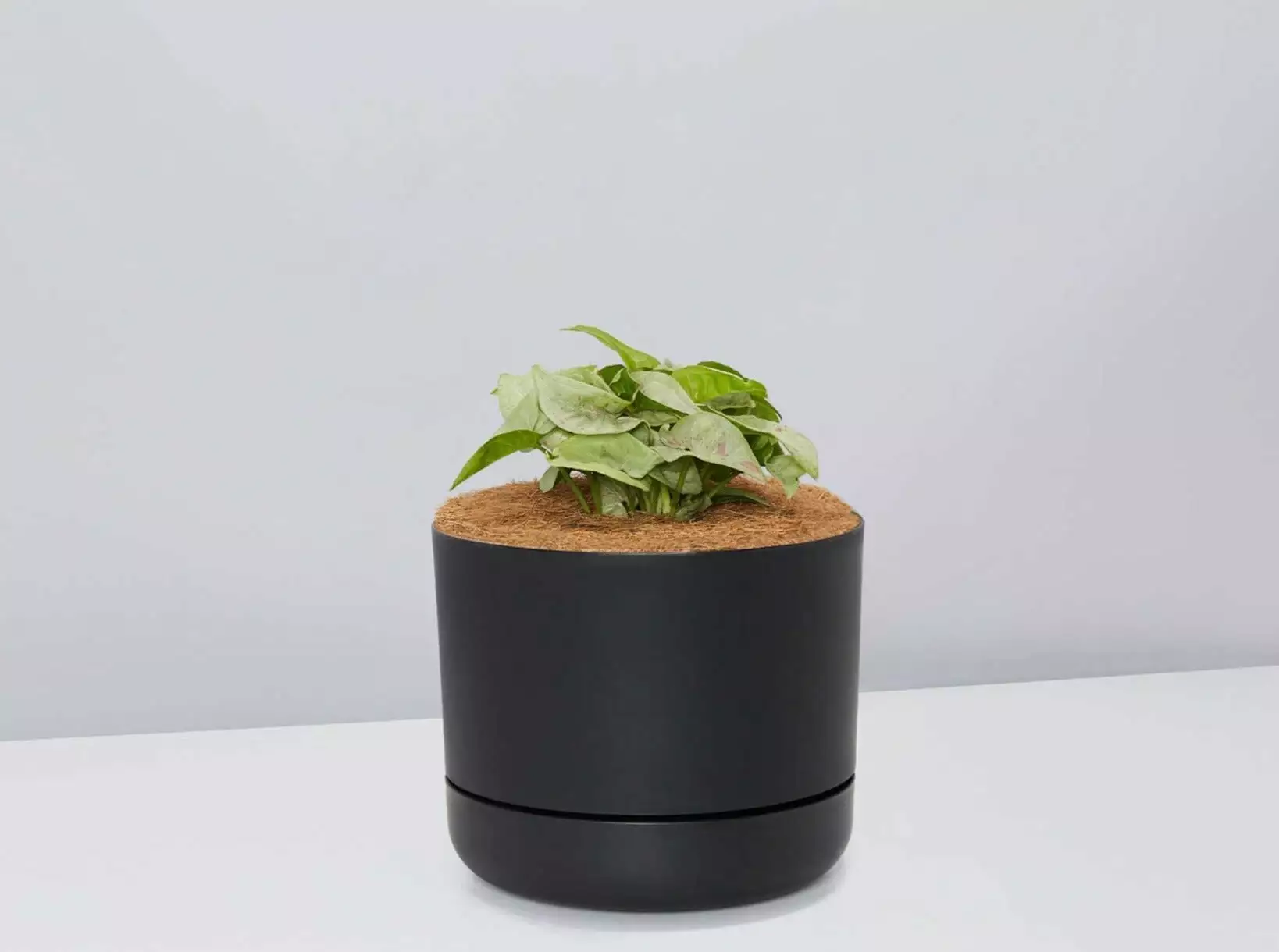 Syngonium Pink Confetti 🎉- Pot + Plant + Soil 11 Syngonium Pink Confetti 🎉- Pot + Plant + Soil - Image 9