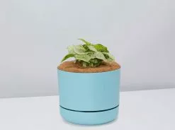 Syngonium Pink Confetti 🎉- Pot + Plant + Soil 30 Syngonium Pink Confetti 🎉- Pot + Plant + Soil -Plants in a Box Sales Shop SyngoniumConfetti Blue