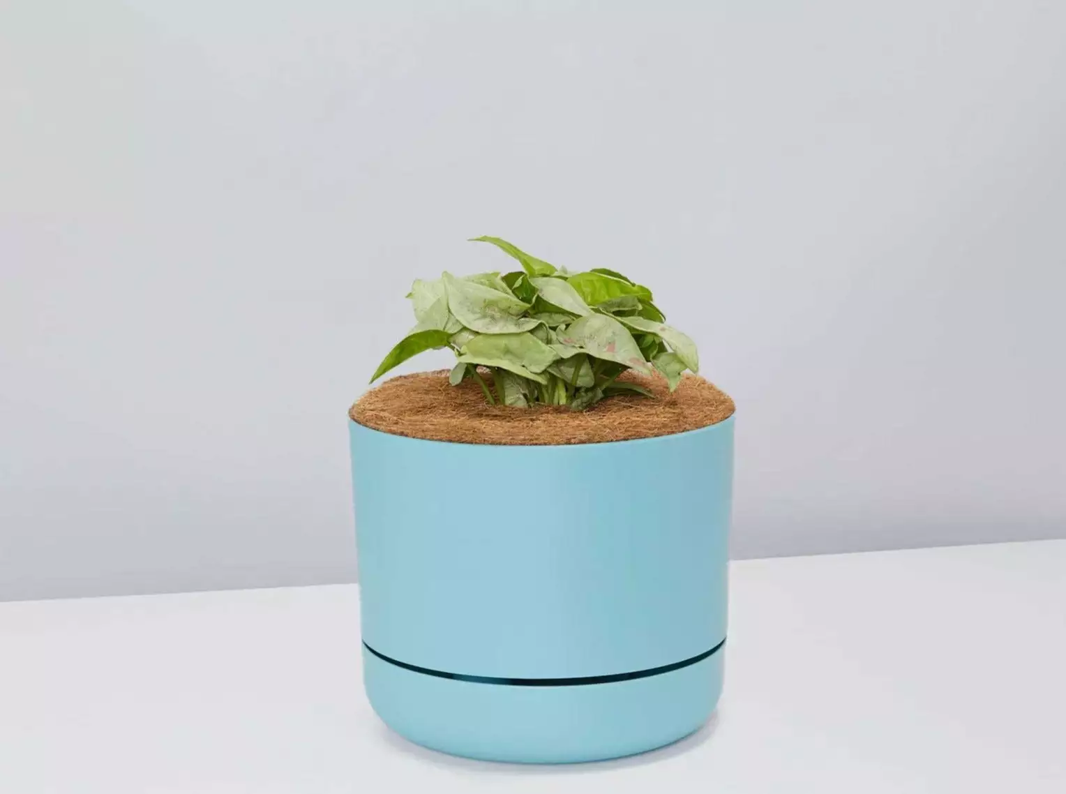 Syngonium Pink Confetti 🎉- Pot + Plant + Soil 12 Syngonium Pink Confetti 🎉- Pot + Plant + Soil - Image 10