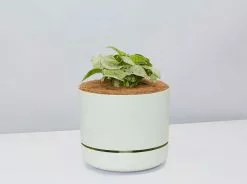 Syngonium Pink Confetti 🎉- Pot + Plant + Soil 27 Syngonium Pink Confetti 🎉- Pot + Plant + Soil -Plants in a Box Sales Shop SyngoniumConfetti Fog