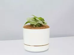 Syngonium Pink Confetti 🎉- Pot + Plant + Soil 28 Syngonium Pink Confetti 🎉- Pot + Plant + Soil -Plants in a Box Sales Shop SyngoniumConfetti Linen 8c12c0a2 6874 4eaa b3f7 c77ff2fab150