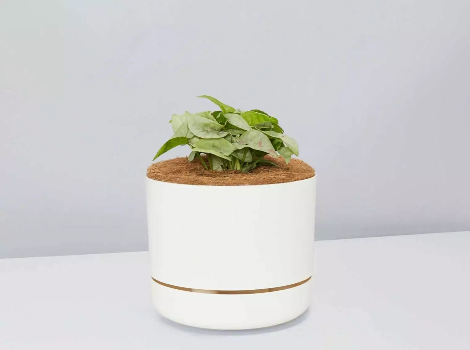 Syngonium Pink Confetti 🎉- Pot + Plant + Soil 10 Syngonium Pink Confetti 🎉- Pot + Plant + Soil - Image 8