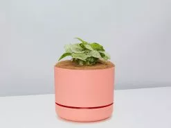 Syngonium Pink Confetti 🎉- Pot + Plant + Soil 34 Syngonium Pink Confetti 🎉- Pot + Plant + Soil -Plants in a Box Sales Shop SyngoniumConfetti Persimmon