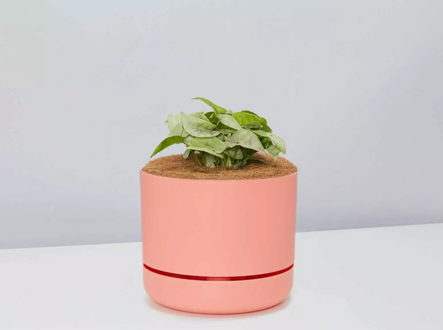 Syngonium Pink Confetti 🎉- Pot + Plant + Soil 16 Syngonium Pink Confetti 🎉- Pot + Plant + Soil - Image 14