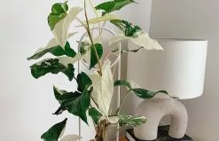 Potted Syngonium Fantasy - In Sage Vessel 14 Potted Syngonium Fantasy - In Sage Vessel -Plants in a Box Sales Shop SyngoniumFantasy125mm03 1