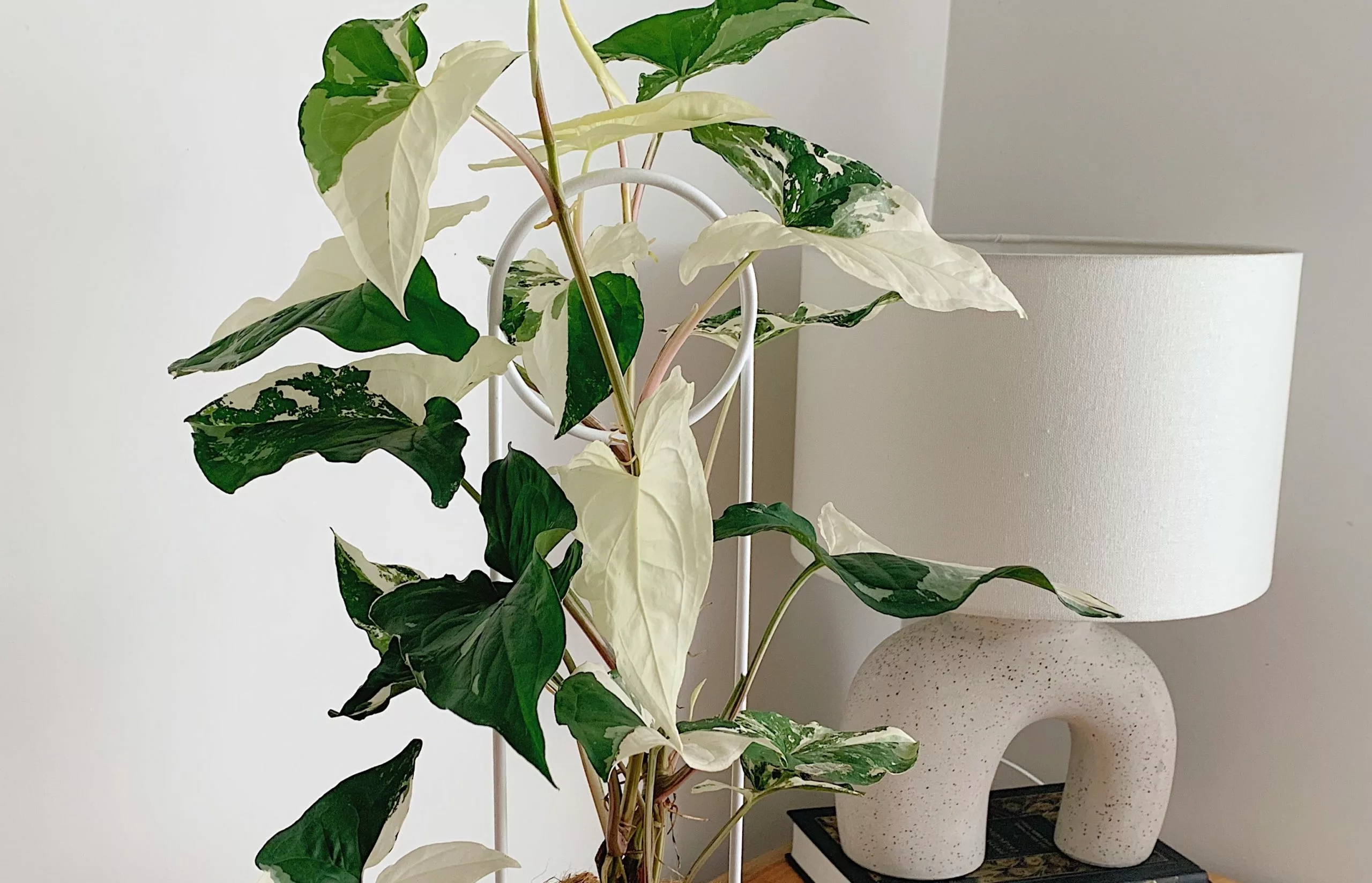 Potted Syngonium Fantasy - In Sage Vessel 6 Potted Syngonium Fantasy - In Sage Vessel - Image 4