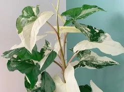 Syngonium Fantasy Variegated - Pot + Plant + Soil -Plants in a Box Sales Shop SyngoniumFantasy125mm04