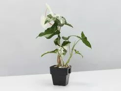 Syngonium Fantasy Variegated - Pot + Plant + Soil -Plants in a Box Sales Shop SyngoniumFantasy single