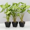 Syngonium Green Pixie -Plants in a Box Sales Shop SyngoniumGreenPixie 3plants 751dcad0 2145 4c2e 8465 e2046e9cc3c9