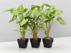 Syngonium Green Pixie