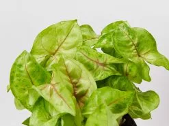 Syngonium Mixed Pack - 85mm 15 Syngonium Mixed Pack - 85mm -Plants in a Box Sales Shop SyngoniumMangoAllusion detail 80cc4a3a 7de3 41c4 94a8 2fa47375a2f4