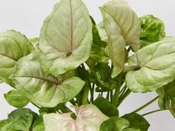 Syngonium Roxana - Pink Vein -Plants in a Box Sales Shop SyngoniumMangoAllusion detail eac17be6 5395 414a a578 1e4df539119d