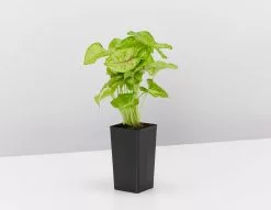 Syngonium Mango Allusion -Plants in a Box Sales Shop SyngoniumMangoAllusion single aa97d35e 2c18 40fe a139 68bc488cd6ee