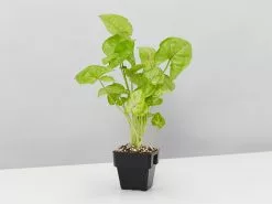 Syngonium Mango Allusion -Plants in a Box Sales Shop SyngoniumMangoAllusion singlecopy 9b2ab9d3 fc94 48bc ba90 715a8f1d02d2