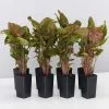 Syngonium - Bronze -Plants in a Box Sales Shop SyngoniumMariaBronze 8 plants 6dc67826 0d22 474d b266 33e0af3f4b3a