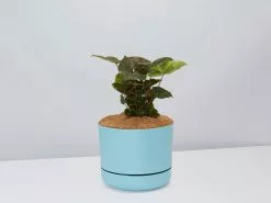 Syngonium Bronze - Pot + Plant + Soil -Plants in a Box Sales Shop SyngoniumMaria BluePot