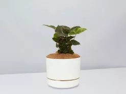 Syngonium Bronze - Pot + Plant + Soil