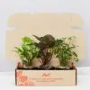 Syngonium Mixed Pack - 85mm -Plants in a Box Sales Shop SyngoniumMixedPackBox 3plants