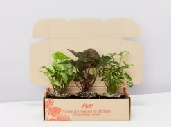 Syngonium Mixed Pack - 85mm