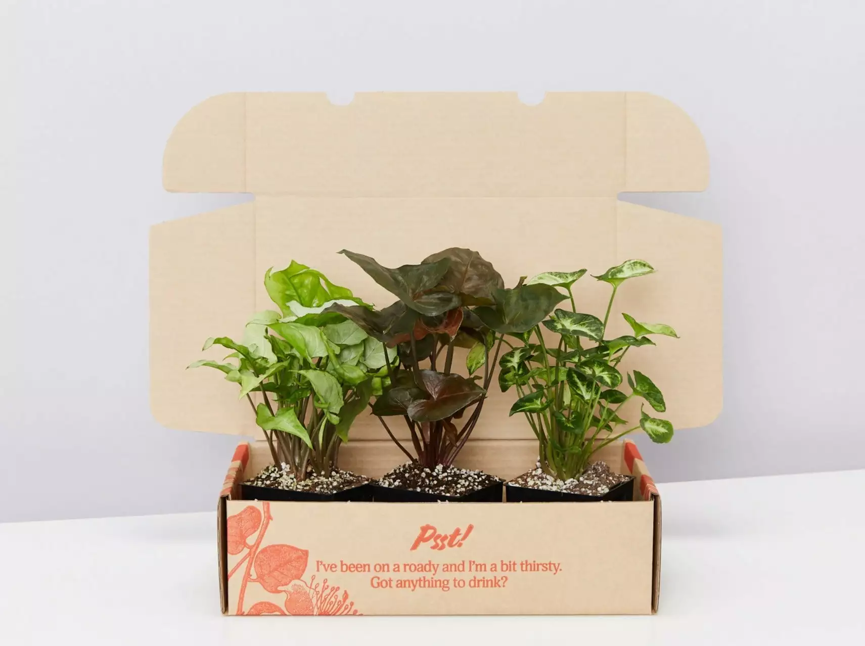 Syngonium Mixed Pack - 85mm 3 Syngonium Mixed Pack - 85mm