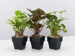 Syngonium Mixed Pack - 85mm 18 Syngonium Mixed Pack - 85mm -Plants in a Box Sales Shop SyngoniumMixedPack 3plants