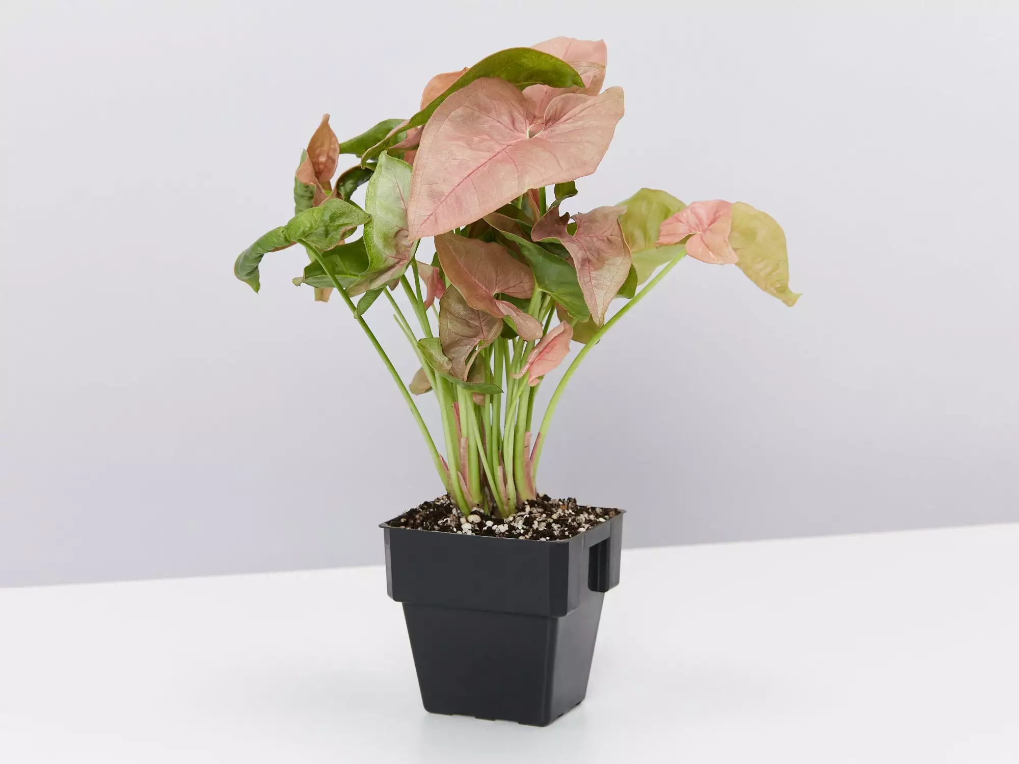 Syngonium Mixed Pack - 85mm 4 Syngonium Mixed Pack - 85mm - Image 2