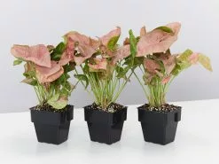 Syngonium Neon - Pink -Plants in a Box Sales Shop SyngoniumNeon 3 plants d605412c f69e 415e 96b6 0b4e2e334bcf