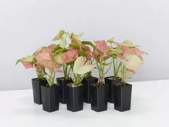 Syngonium Neon - Pink