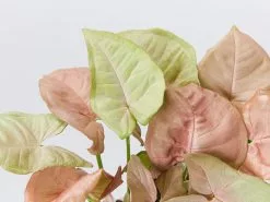 Syngonium Neon - Pink -Plants in a Box Sales Shop SyngoniumNeon detail f5fa36b6 f758 420a bd5e 8a81dd9ff790