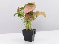 Syngonium Neon - Pink -Plants in a Box Sales Shop SyngoniumNeon single 0c710a1e e6b9 427a a3c5 458eb96c73c7