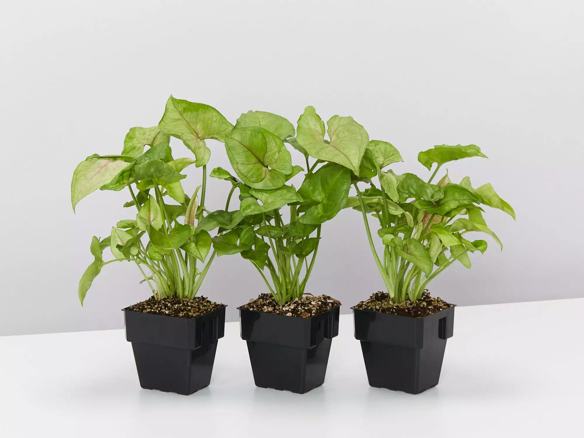 Syngonium Red Vein 7 Syngonium Red Vein - Image 5