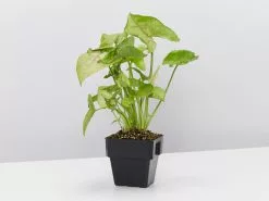 Syngonium Red Vein 10 Syngonium Red Vein -Plants in a Box Sales Shop SyngoniumPinkVein single 51e604bf 970e 4e7c be35 4bf090b7fb8b