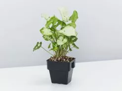 Syngonium Pixie - White Green -Plants in a Box Sales Shop SyngoniumPixie85mm single