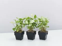 Syngonium Pixie - White Green -Plants in a Box Sales Shop SyngoniumPixie 3 plants d3d1db98 765b 4145 891f e39d06b25f8a