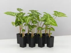 Syngonium Noak - White Green