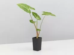 Syngonium Noak - White Green -Plants in a Box Sales Shop SyngoniumPodophyllumNoak single 28433526 2869 4111 b433 bbb7fadda48a