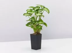 Syngonium Pixie - White Green -Plants in a Box Sales Shop SyngoniumPodophyllumPixie single 8083675c c7b9 408e bf59 a856f695e68e