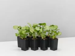 Syngonium Roxana - Pink Vein