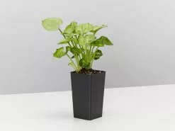 Syngonium Roxana - Pink Vein -Plants in a Box Sales Shop SyngoniumPodophyllumRoxana single 97446151 120d 40a6 9609 ba5e856fd388