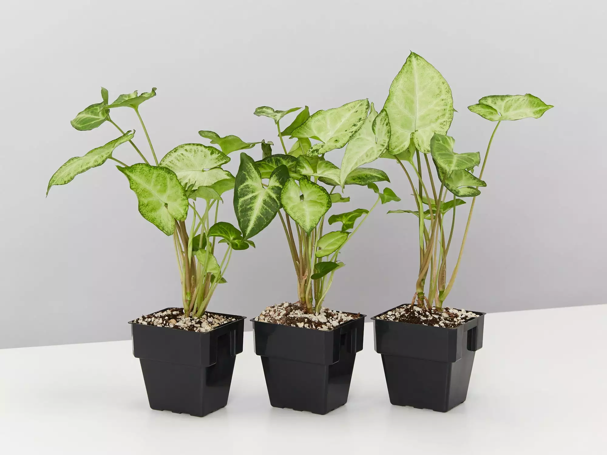 Syngonium White Butterfly 7 Syngonium White Butterfly - Image 5