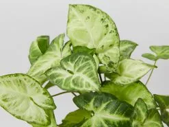Syngonium White Butterfly 11 Syngonium White Butterfly -Plants in a Box Sales Shop SyngoniumPodophyllumWhiteButterfly85mm detail 2d410211 96e2 4fcf bc8e a82824c1073a