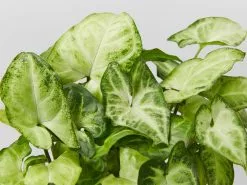 Potted Houseplant Varieties - In Oatmeal Vessel -Plants in a Box Sales Shop SyngoniumPodophyllumWhiteButterfly detail 2fa3b3de b50c 4793 93f1 03070f82fa58