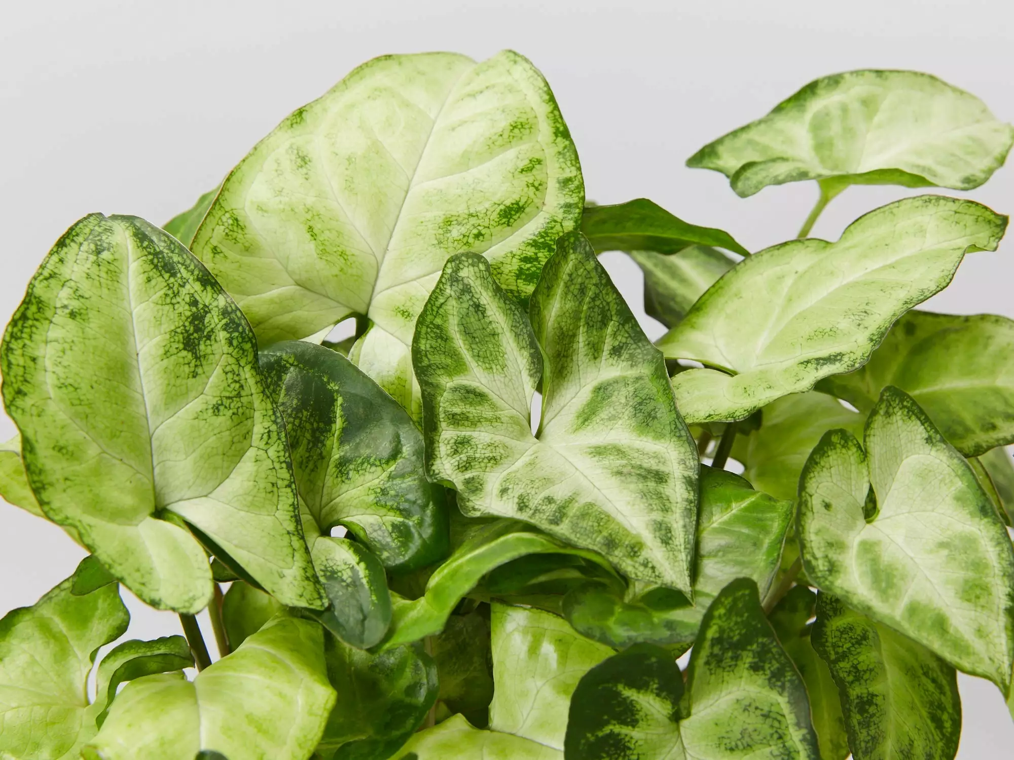 Potted Syngonium White Butterfly - In Sky Blue Vessel 4 Potted Syngonium White Butterfly - In Sky Blue Vessel - Image 2