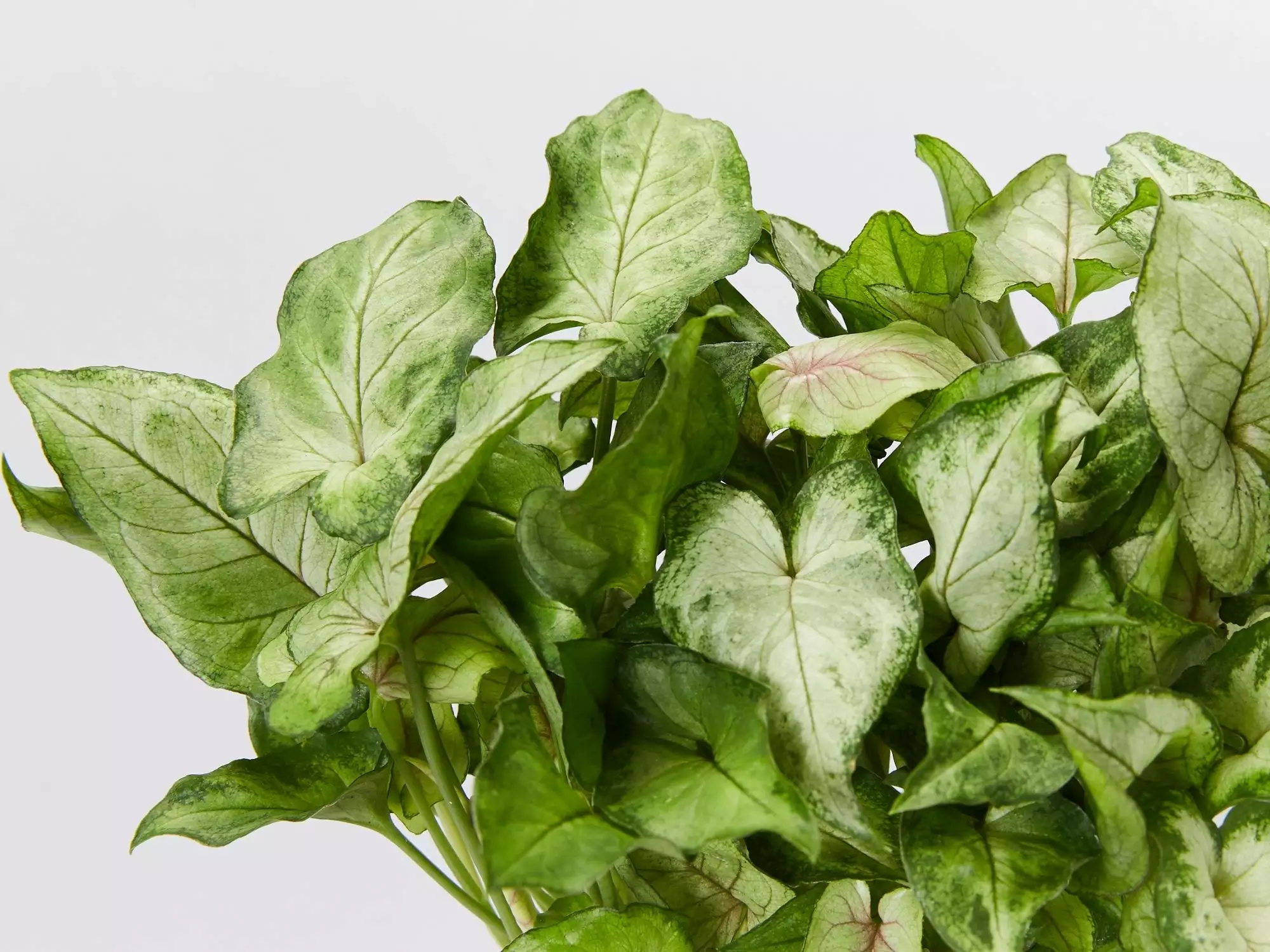 Syngonium Red Vein 4 Syngonium Red Vein - Image 2