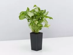 Syngonium Red Vein 9 Syngonium Red Vein -Plants in a Box Sales Shop SyngoniumRedVein single 24af22fc 3fbb 4551 bb63 573ea1525ccc