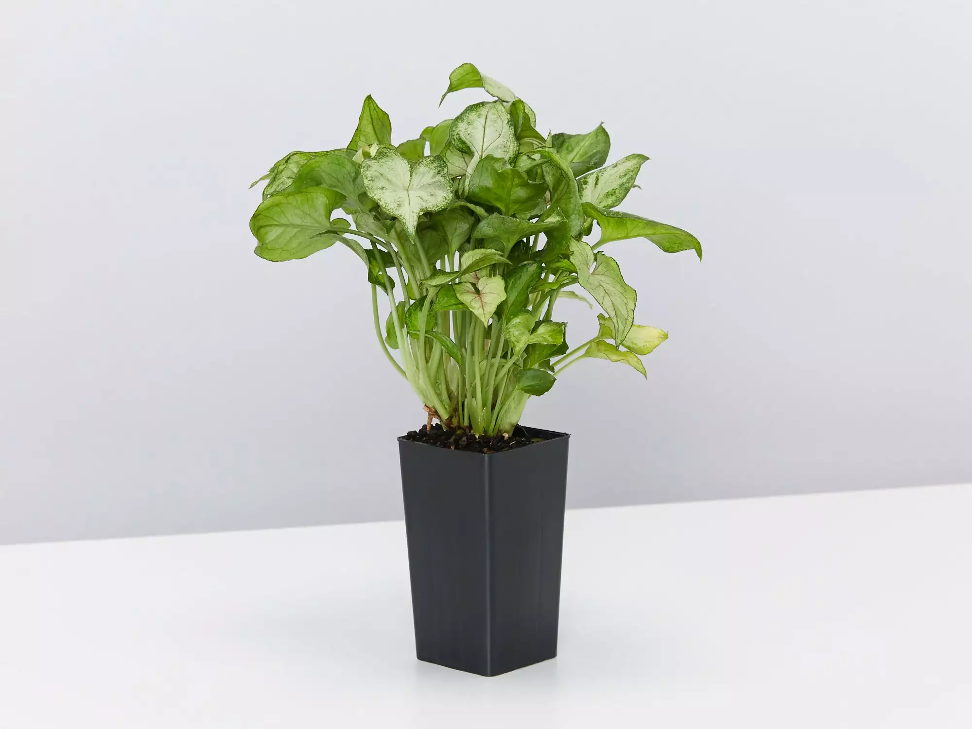 Syngonium Red Vein 5 Syngonium Red Vein - Image 3