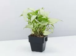 Syngonium Silver Pearl -Plants in a Box Sales Shop SyngoniumSilverPearl85mm single 2befdc5d 2173 4dfa ace6 96a54fcc4bd7